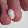 4 carat Clam Pearl with Flame 12mm Yellow and White