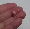 4.6 Carat Flame Conch Pearl Pastel Pink 