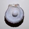 4+ ct Round Clam Pearl with Flame for Sale