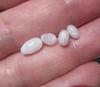 4 Full Flame Clam Pearl Oval Shaped 
