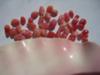 34 carats in group of 40 Conch Pink Pearls