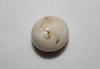 41.6ct Clam Pearl
