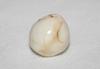 41.6ct Clam Pearl