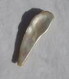 5 carat Abalone Pearl Whitish Iridescence