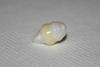 5.9 carat Clam Pearl