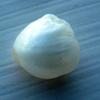 5.5 carat Natural USA Freshwater Pearl