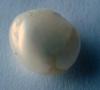 5.5 carat Natural USA Freshwater Pearl