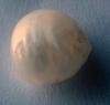 5.5 carat Natural USA Freshwater Pearl