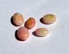 5 Conch Pearls Light Pink Ovals 8+ carats - Total