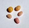 5 Conch Pearls Pastel Colors Oval Shape 3+ carats Total