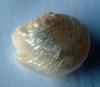6.8 carat Natural USA Freshwater Pearl