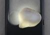 65 carat Clam Pearl