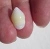 7 carat Clam Pearl with Flame Yellow and White 14mm