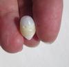 7 carat Clam Pearl with Flame Yellow and White 14mm