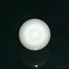 7.3ct clam pearl