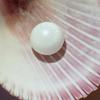 7+ ct Clam Pearl Button for Sale Button Shape