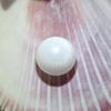 7+ ct Clam Pearl Button for Sale Button Shape