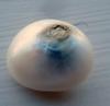 8.6 carat Natural USA Frehwater Pearl 15mm