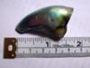 89.5 Carat Abalone Pearl