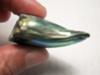 89.5 Carat Abalone Pearl