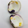 9mm Dark Purple Quahog Pearl for Sale with Original Shell
