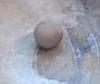 A Blue Mussel Pearl for Sale Button Shape 2 Toned .75ct