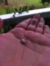 Oyster pearl found in NC