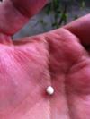 Natural oyster pearl found in NC