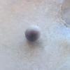 A Single Blue Mussel Pearl 2 Toned Small Roundish 3mm