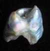 Abalone Pearl 17mm with Iridescence 11+ carats