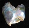 Abalone Pearl 17mm with Iridescence 11+ carats