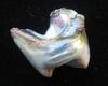 Abalone Pearl 17mm with Iridescence 11+ carats