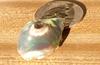 Abalone Pearl 45 carats (beside 50 cent piece) for Sale