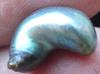 Abalone Pearl High Iridescence 15mm 7+ carats
