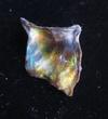 Abalone Pearl Iridescence 32mm 13+ carats