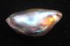 Abalone Pearl with Iridescence 10 carats 24mm