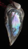 Abalone Pearl with Iridescence 31mm 21+ carats
