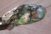 Abalone Pearl with Iridescence 31mm 21+ carats