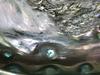 Abalone with lots of blister pearls 