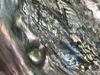 Abalone with lots of blister pearls 