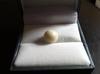 Authentic & Amazing White Quahog Pearl