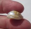 Baroque 2 Toned USA Natural Freshwater Pearl 12+ carats