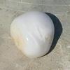 Baroque Clam Pearl 111 ct
