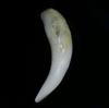 Baroque Clam Pearl 38+ ct Elongated Baroque