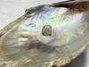 Blister Pearl in Shell Rainbow Lip Mother of Pearl (Pteria Serna)