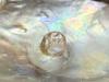 Blister Pearl in Shell Rainbow Lip Mother of Pearl (Pteria Serna)