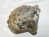Blister Pearl in Shell Rainbow Lip Mother of Pearl (Pteria Serna)
