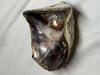 Blister Pearl Pteria sterna Rainbow Lip (Mother of Pearl)