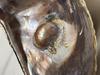 Blister Pearl Pteria sterna Rainbow Lip (Mother of Pearl)