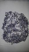 Blue Mussel Pearls - Large assortment